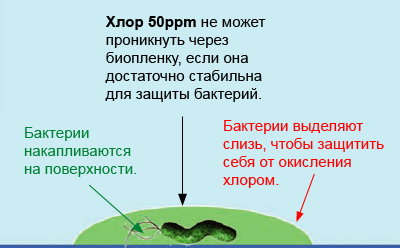 Как выживают бактерии в плавательном бассейне? Как выживают бактерии в плавательном бассейне?