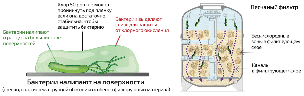 Водоподготовка для бассейнов - бактерии создают биопленку, через которую не может проникнуть хлор